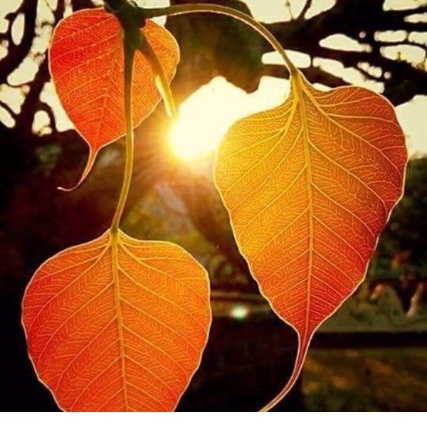 Làm Thế Nào Để Tìm Ra Chân Lý?