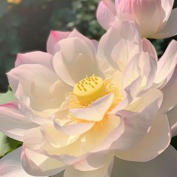 Hoa sen Phật Giáo