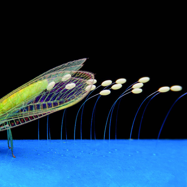 Hoa ưu đàm 3000 năm mới nở 1 lần có thật không?